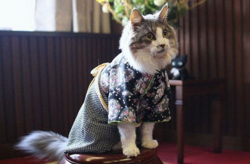 Кошки в кимоно (21 фото)