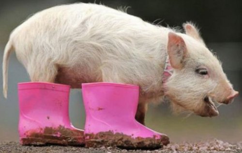 Свинки в обуви (10 фото)
