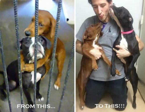 Объятия, спасшие жизнь двум собакам (3 фото)