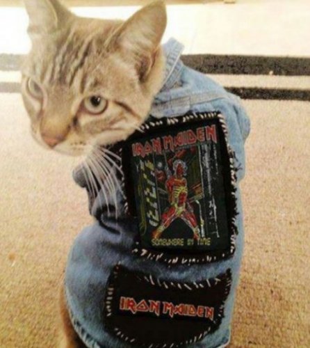 Кошки в джинсовке (11 фото)