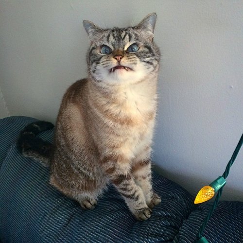 Знакомьтесь, котик Локи с внешностью вампира (15 фото)