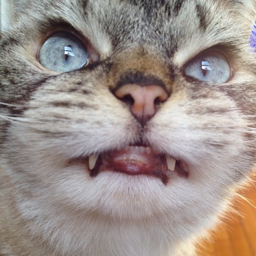 Знакомьтесь, котик Локи с внешностью вампира (15 фото)