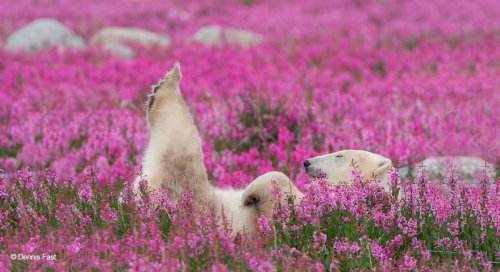 Полярные медведи резвятся на цветочном лугу (11 фото)