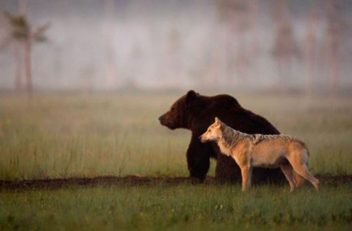 Необычная дружба волка и медведя (6 фото)