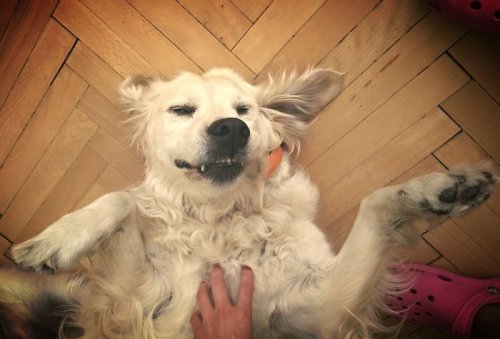 Пост собачьей радости и счастья! (35 фото)