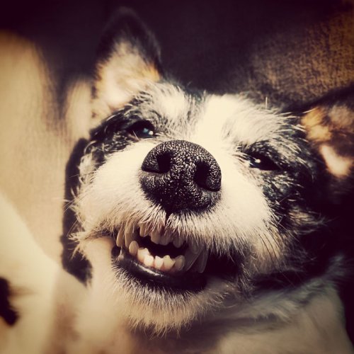 Пост собачьей радости и счастья! (35 фото)