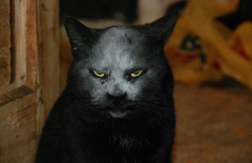 Фотография кота-демона,которая облетела весь Интернет (4 фото)