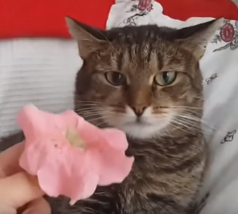 Юмор: Кот и цветок