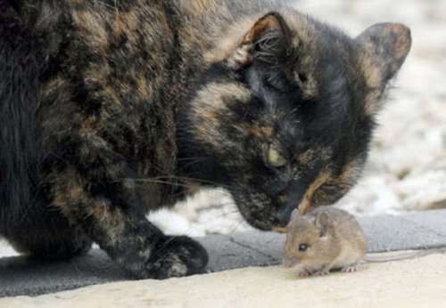 Кошки-мышки (14 фото)