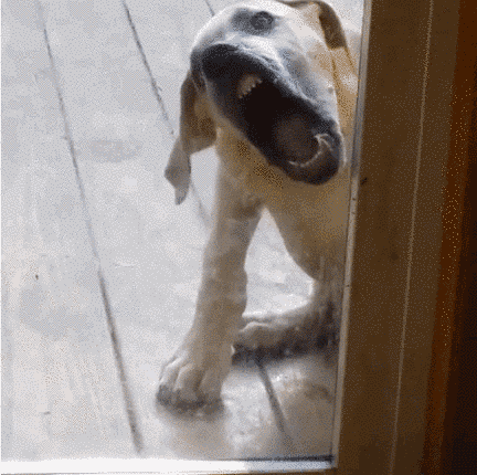 Прикольные фотографии собак за 2015 год (24 фото+гифки)