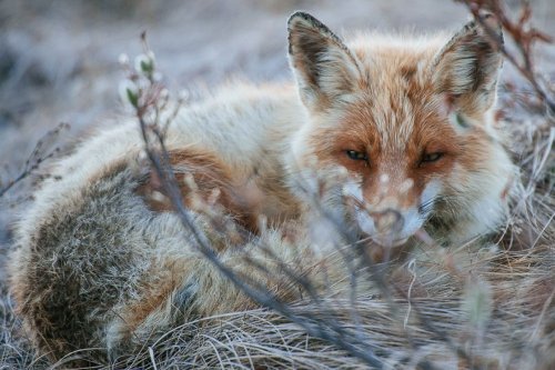 Дикие лисицы через фотообъектив Ивана Кислова (19 фото)