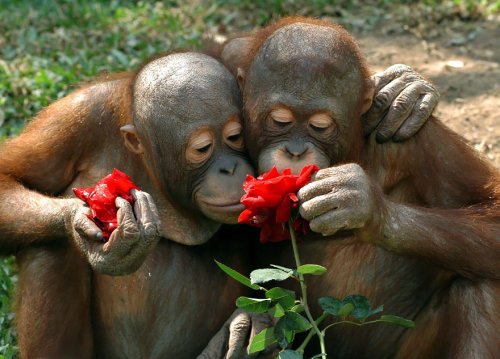 Милые животные,нюхающие цветы,покорят ваше сердце (34 фото)