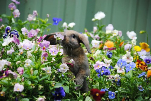Милые животные,нюхающие цветы,покорят ваше сердце (34 фото)