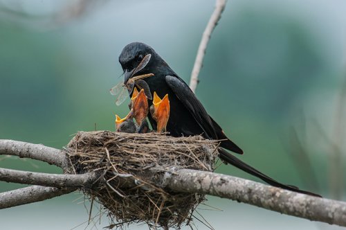 Красивые птицы с птенцами (25 фото)