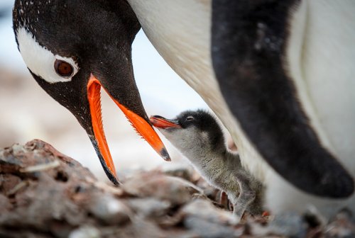 Милые пингвинчики (19 фото)