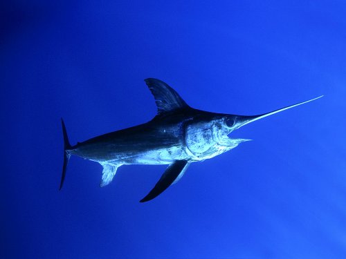 Морской биолог показал, как выглядит малёк меч-рыбы (2 фото)