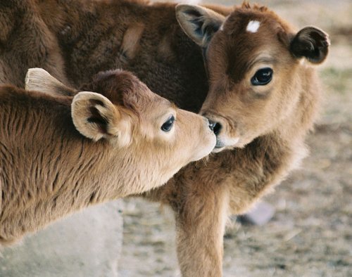 Любовь из мира животных (33 фото)