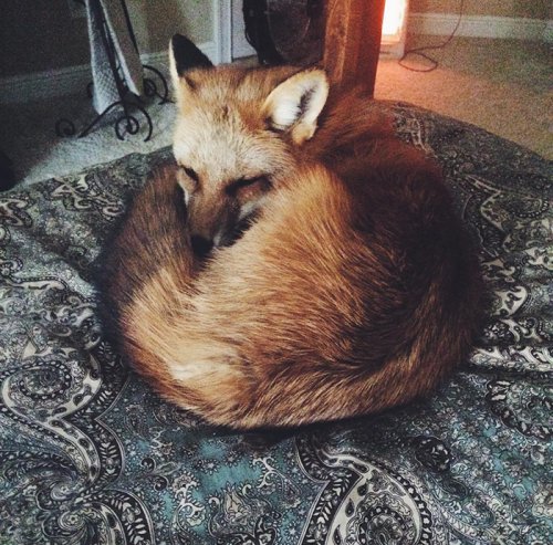 Счастливая лисица Джунипер покоряет Instagram (21 фото)
