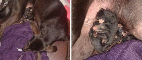 Собака, выкормившая детёнышей опоссума, катает их на спине (7 фото)