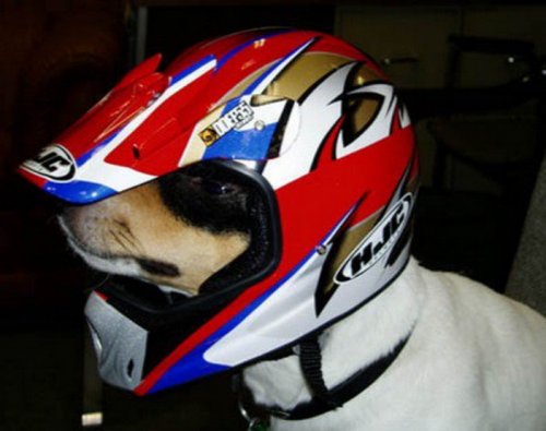 Забавные собаки в шлемах (10 фото)