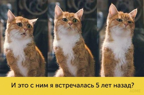 Котики, которые поднимут Ваше настроение (15 фото)