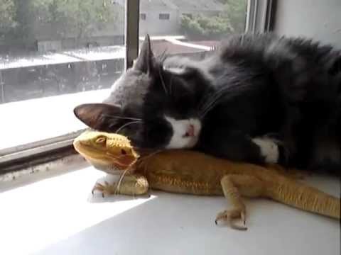 Кот и его любимая ящерица