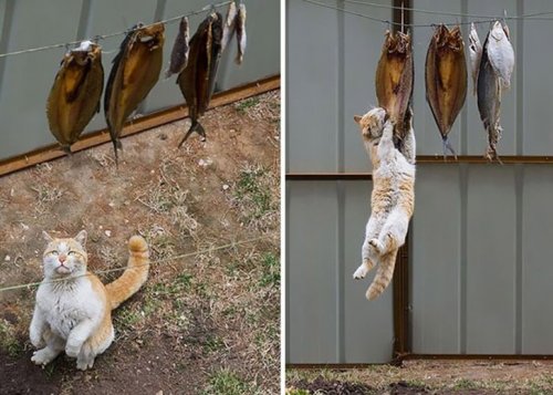 Кошки из криминального мира (15 фото)