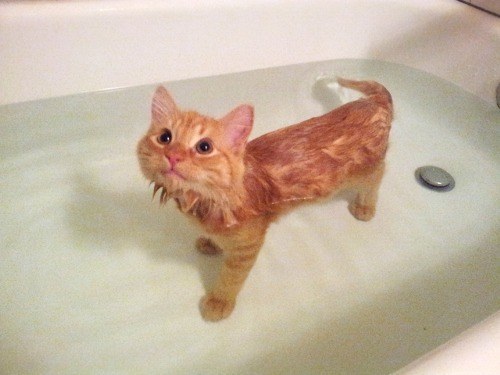 Коты, которые обожают воду (20 фото)