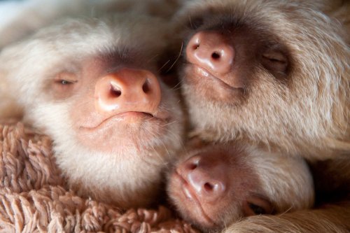 Детёныши ленивцев в Институте ленивцев в Коста-Рике (16 фото)