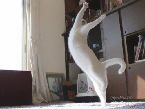 Кот-танцор (8 фото)