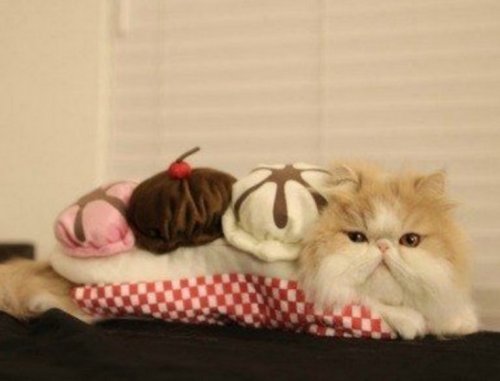 Аппетитные котейки (10 фото)