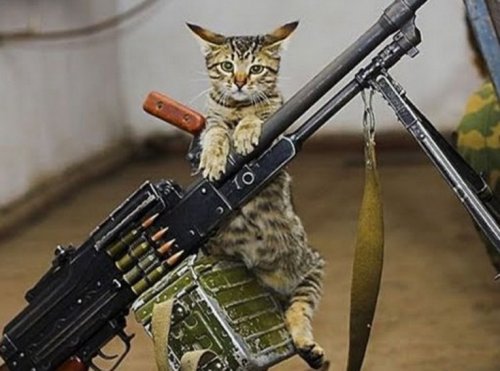 Кошки,готовые к завоеванию мира (10 фото)