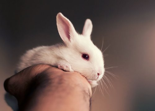 Милая фотосессия для новорождённого кролика (12 фото)
