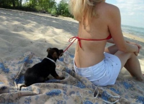 Собаки на пляже (10 фото)