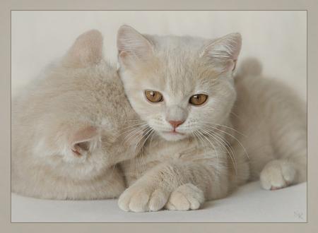 Очередная подборка милых котят (16 фото)
