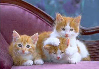 Очередная подборка милых котят (16 фото)