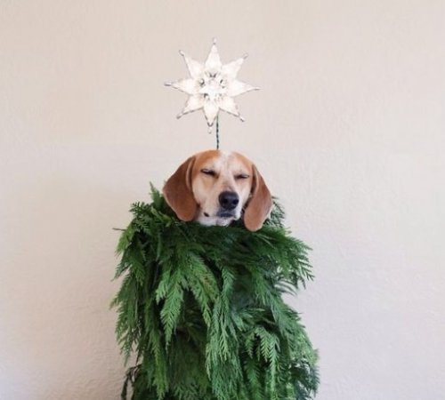 Новогодние собаки-ёлки:)(10 фото)