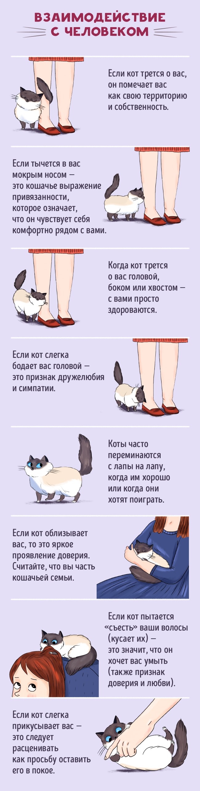Это интересно : Как найти общий язык со своим котом