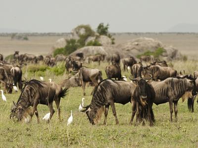Африкансие животные (20 фото)