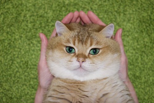 Очаровательный котик Хосико (23 фото)