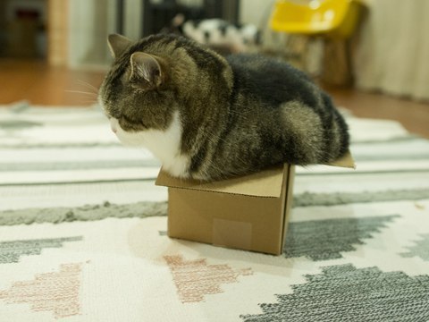 Юмор : Коты в коробке (10 фото)