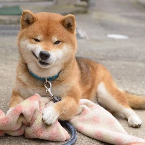 Cамый эмоциональный пёс из Японии (17 фото)