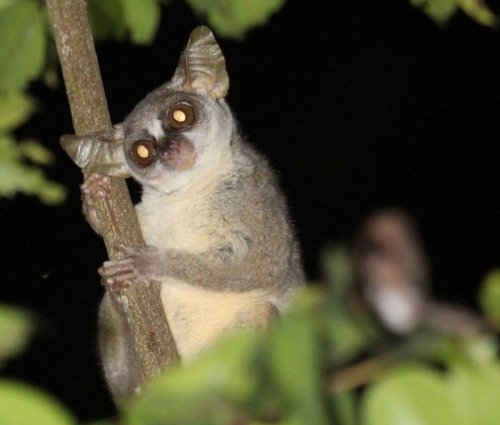 В ангольских лесах обнаружили новый вид приматов (5 фото)