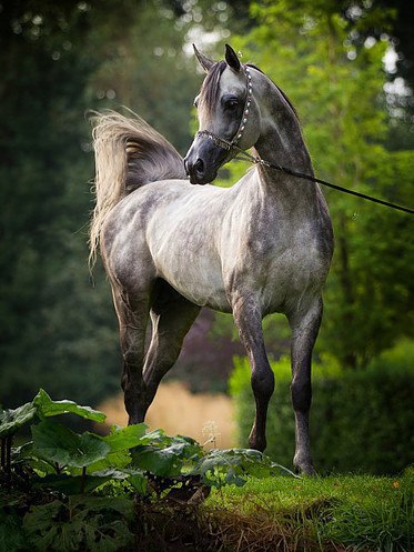 Изумительные фотографии лошадей (45 фото)