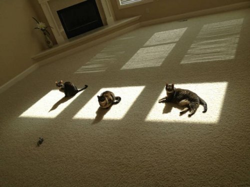 Теплолюбивые кошки:) (36 фото)