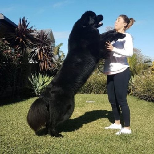 Очаровательные большие собаки (22 фото)