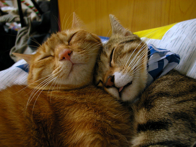 Кошачья любовь! (17 фото)