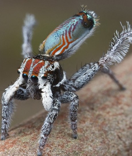 Это интересно: Самый красивый паук на планете (12 фото)