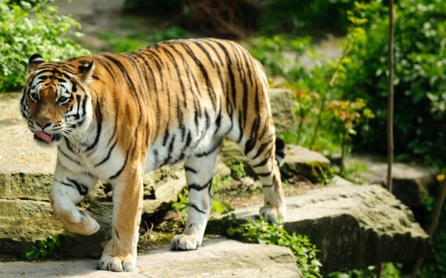Тигр-это звучит гордо! (20 фото)