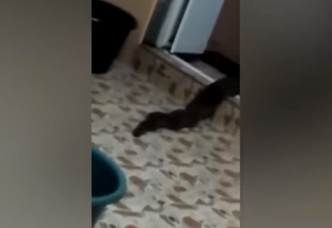 Житель Малайзии снял на видео неизвестное существо